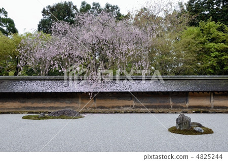Ryoanji，春天岩石花園 4825244