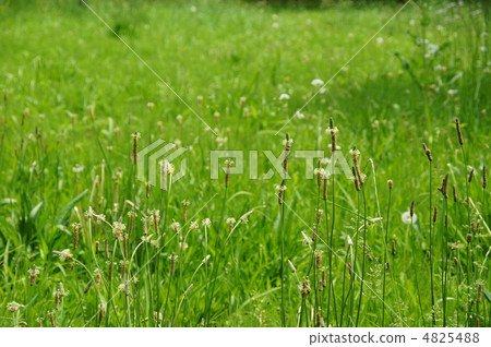 May Hella psyllium · Plantagonaceae 06 4825488