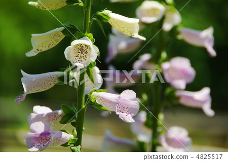 May Jigitalis·Gomanegiaceae 10 4825517