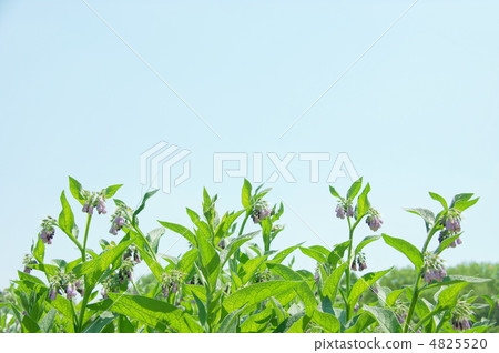 May Comfre·Murasaki 05集體區 May Comfre·Murasaki 05集體區 4825520