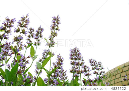 May common sage · Labiata 04 flower May common sage · Labiata 04 flower 4825522