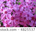 Moss phlox  4825537