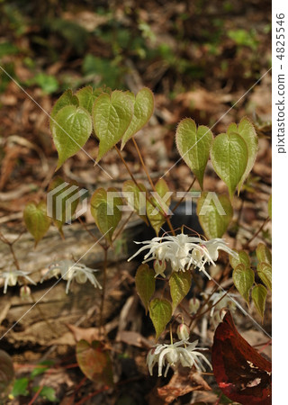 Tokiwa Ikarisisu Tokiwa Ikarisisu 4825546