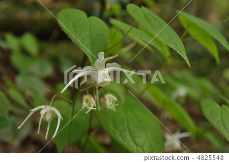 Tokiwa Ikarisisu Tokiwa Ikarisisu 4825548