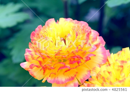 Yellow Ranunculus Flower with Pink Ring 4825561