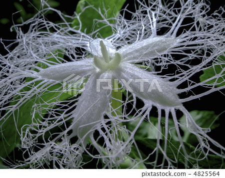 冠女性花在開花以後的 4825564