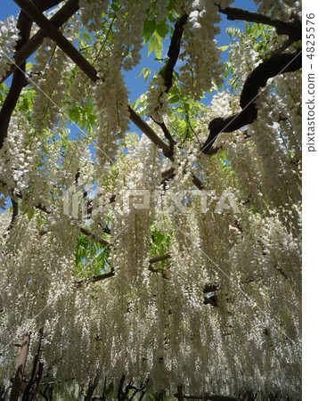 Shirafusi圖像（6） 4825576