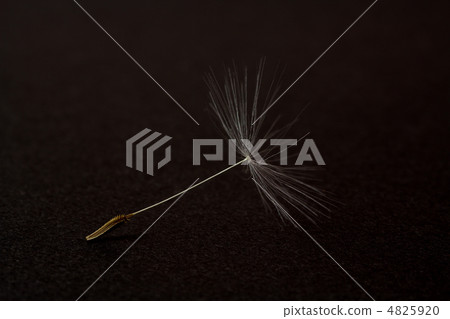 Dandelion's fluff 4825920