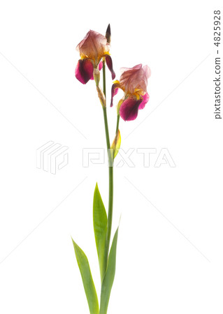 German iris German iris 4825928