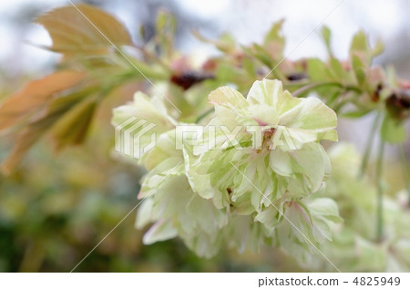 Yoshiyama山lotusa服裝黃色 4825949