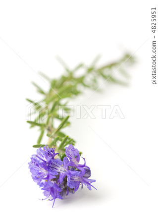 迷迭香花 4825951