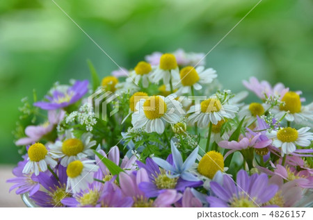洋甘菊和春天的花朵 4826157