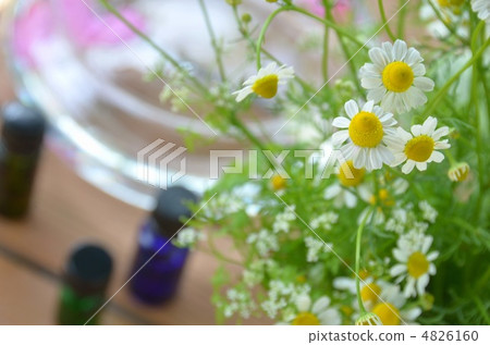 洋甘菊和精油 洋甘菊和精油 4826160