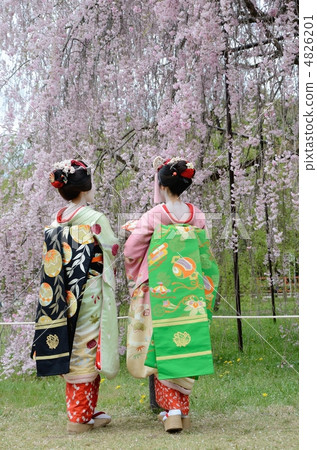 Maiko和竹子櫻桃樹盛開 4826201