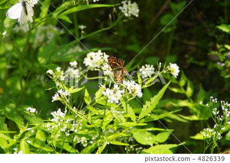 Sakahabe halibut stopped at a white flower Sakahabe halibut stopped at a white flower 4826339