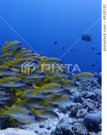 Yosugefedai群 Yosugefedai群 4826595