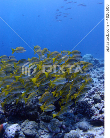 Flock of Yosugefedai 4826600