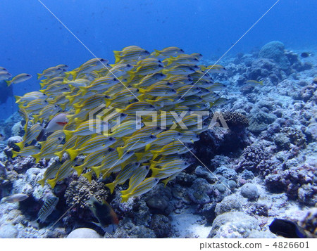 Flock of Yosugefedai 4826601