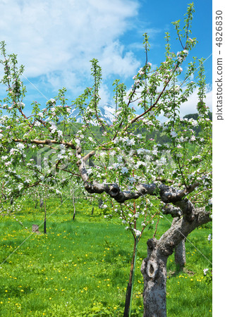 Aomori Nishimaya village apple field Aomori Nishimaya village apple field 4826830