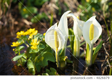 秋田Kazuno市Oba Yanji 4826879