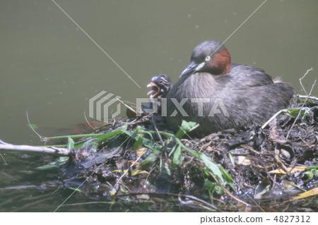 Parents and sisters of Greenerba, a large yawn of chick 4827312