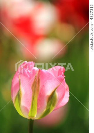 Tulip Tulip 4827315
