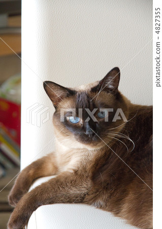 想到假貓 4827355