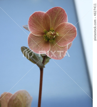 聖誕節玫瑰 4827411