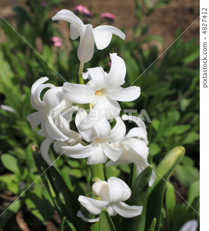 Hyacinth 4827412