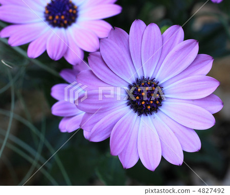 迪形態塞卡 4827492