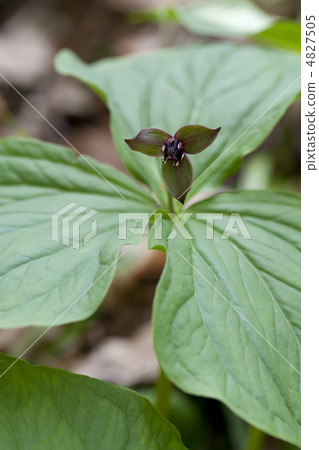 Enrique soup 4827505