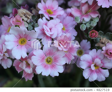 Primula Primula 4827519