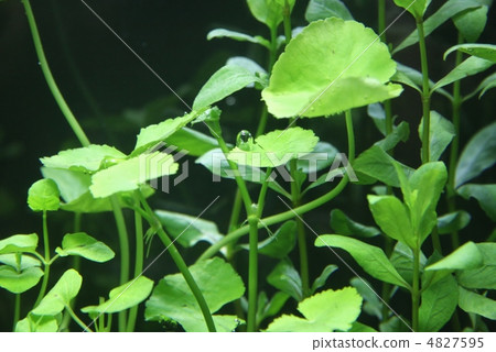 Bubbles of Amazon Cedarwood Bubbles of Amazon Cedarwood 4827595