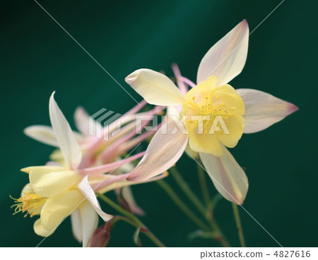 Columbine aquilegia 4827616