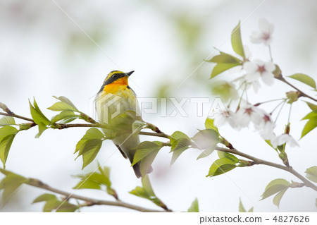 Kibitaki Kibitaki 4827626