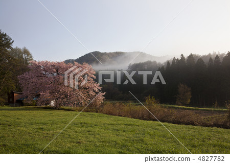 Row of cherry trees Row of cherry trees 4827782