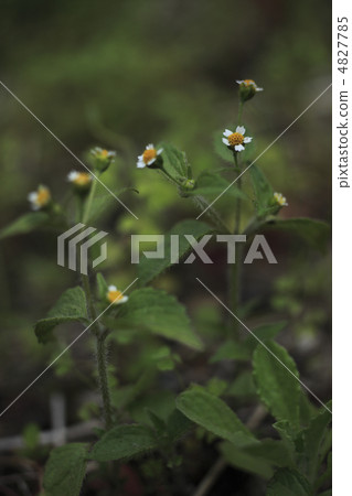 毛茸茸的士兵 4827785