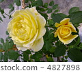 Roses tropical sorbet 4827898