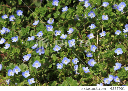 波斯Speedwell 波斯Speedwell 4827901