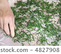 Making new tea 4827908