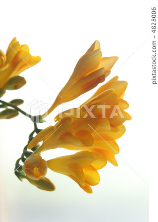 Freesia 4828006