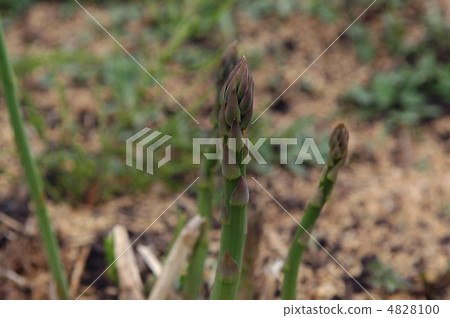 Asparagus Asparagus 4828100