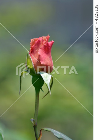 The bud of rosesia 4828139
