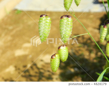 Spike of Coleoptera 4828179