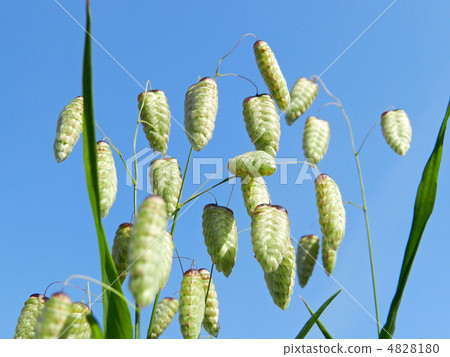 鞘翅目的穗狀花序 鞘翅目的穗狀花序 4828180