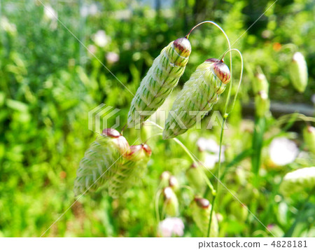 鞘翅目的穗狀花序 4828181
