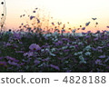 Sunset 4828188