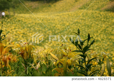 yellow yellow 4828371