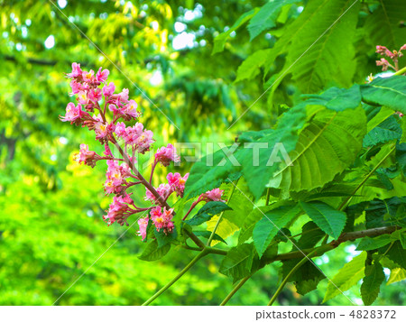 Marronnier的花朵 4828372