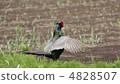 Flapping 4828507
